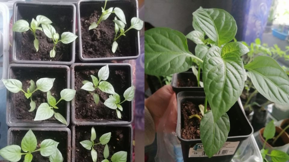 ����������� ������ ����������� �������� ����� ��� ���������