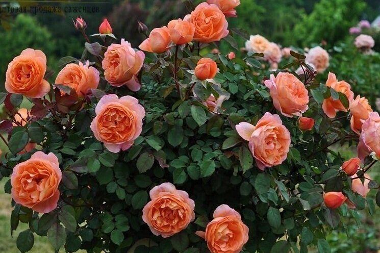 �������� ���� �� ������: ������� ��� ������� ��������