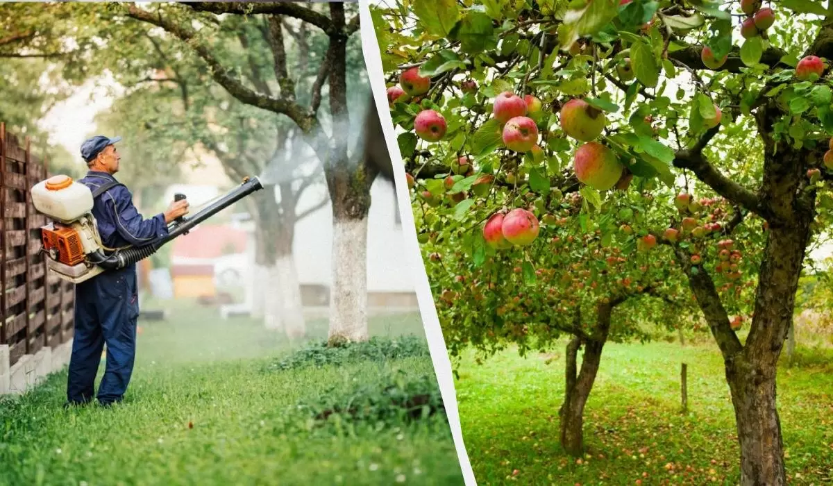 Как забыть о тле на яблонях: простые и эффективные решения для вашего сада