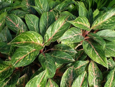 ���������: ������������ ��������, ������� ������� ��� ��� � ������� ���������