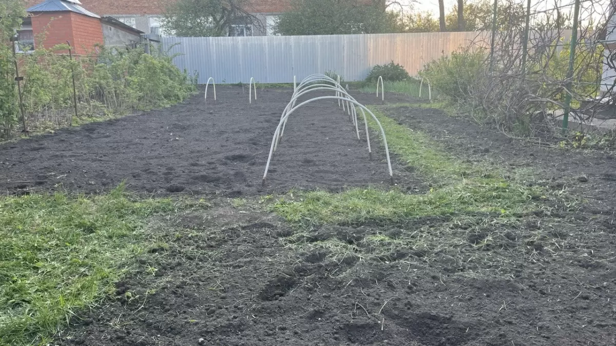 Почему помидоры и картошка не лучшие соседи: важные правила севооборота