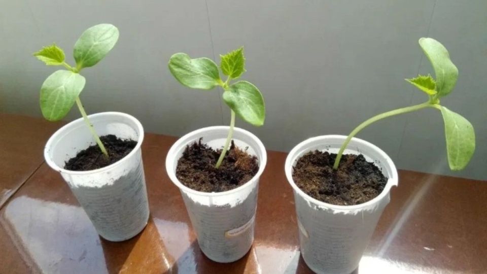 ��� ����������� ��������� ������ � ���������� ������