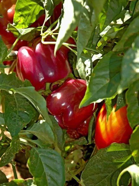 ����� ���������� �������: ������ ���� � ����������� �������