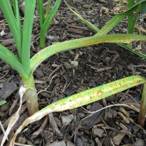 ��� ��������� ������ �������� ����� �������: ������ ��� ������� �����������