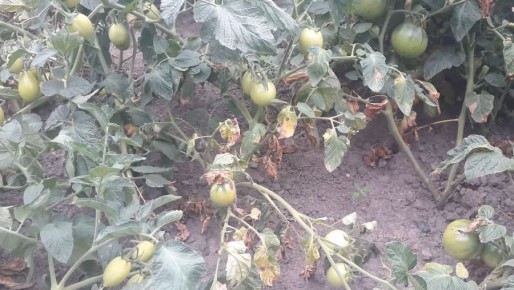 ����������� ������� ����� �� ��������: ��� ������� �������� ������� ������ ������