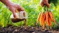 Как увеличить урожай моркови: секреты сбалансированной подкормки в августе