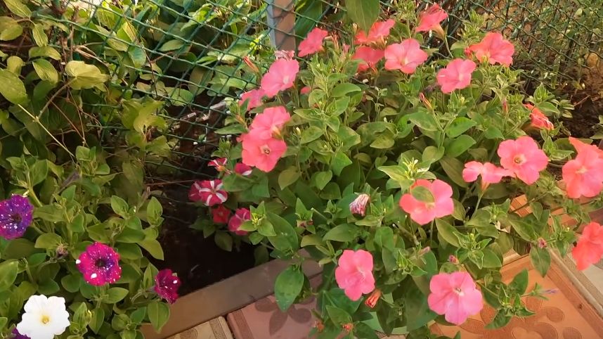 ��� ������� ������� ����� �������: ������� ������ ��������������� ��������