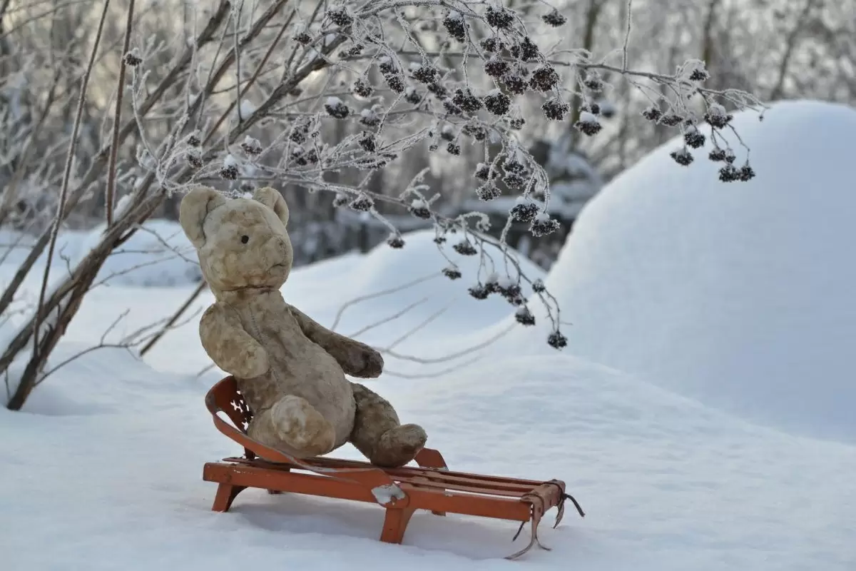 Зимний сад: как однолетники могут украсить снегопад