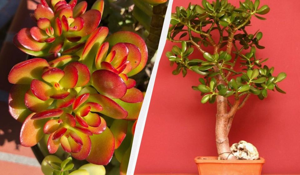 ������� ������ �������� ������: ����� �������� ������� �� �����