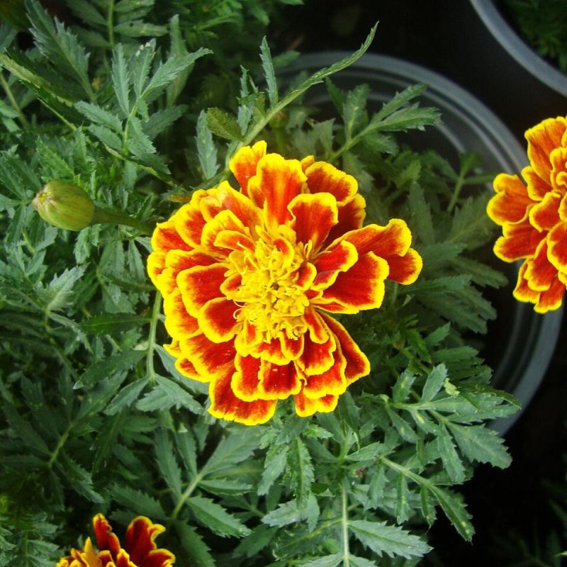 ����������� ������������ ������ ������ �� �������� ��� ������ �������