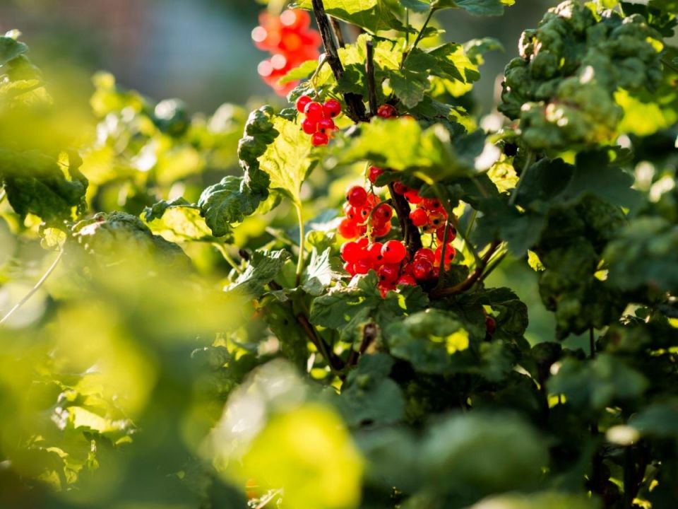 ������� �������� ������ ���������: ��� ������ ��������� ������� �����