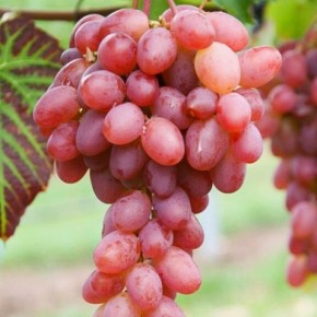 �������� ������ ������: ������� ��������� ����� ��� ������ ����