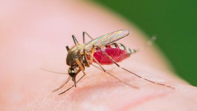 ������ ������� ��� �������: ����������� ������� �� �������