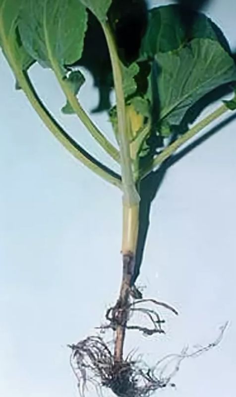 ������� �������: ��� ���������� � �������� "������ ������"