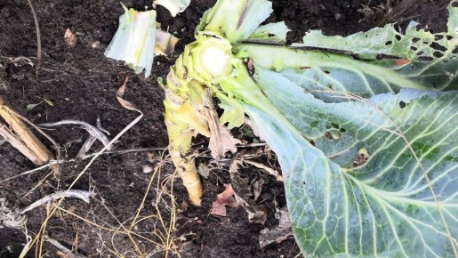 ��� ��������� ��������� ���������: ������� ��������� ������