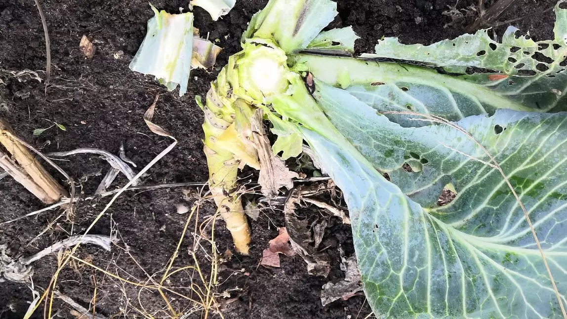 Как сохранить капустные кочерыжки: секреты успешного урожая