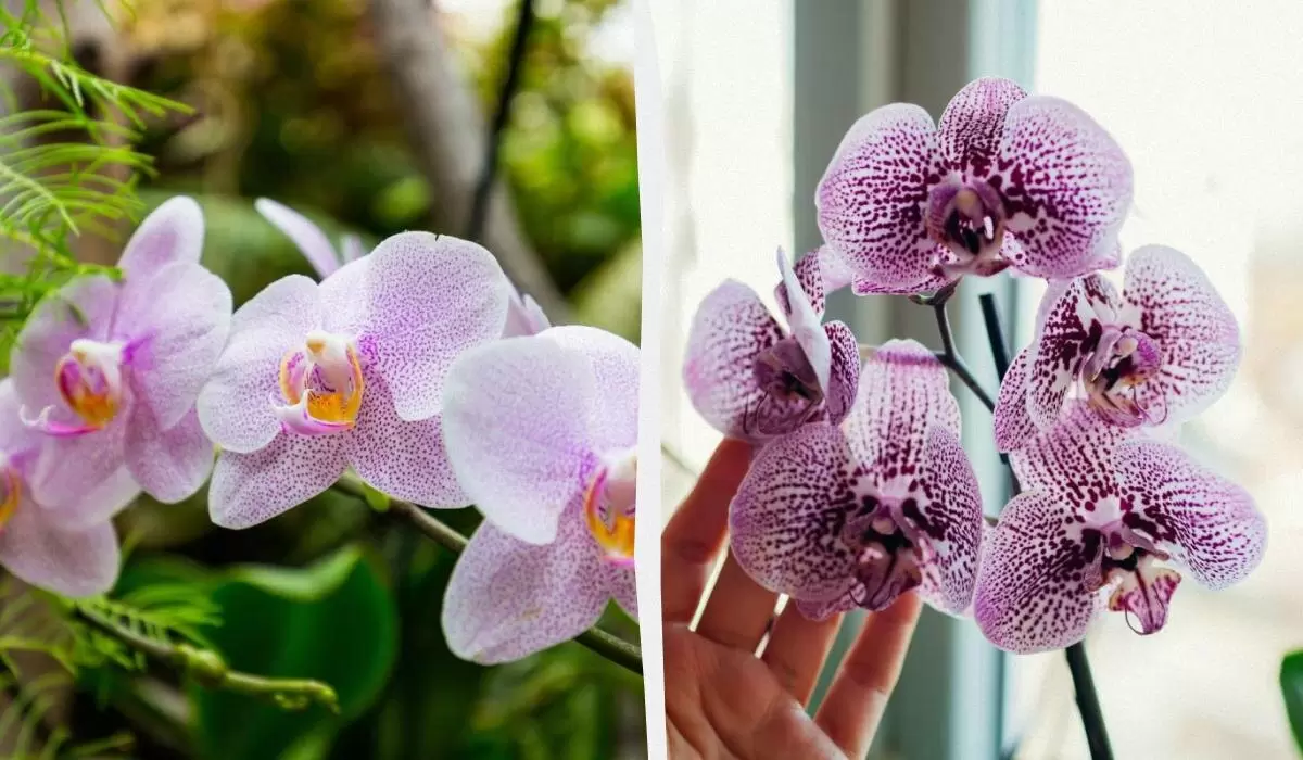 Как подкормка кофе поможет вашей орхидее вырасти большой и красивой