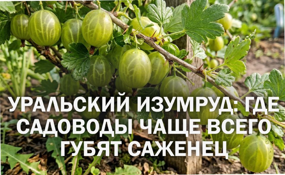 ��� �������� �������� ������ ��� ������� ����������: ������� ����� ��������� �������