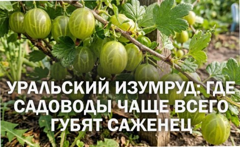 ��� �������� �������� ������ ��� ������� ����������: ������� ����� ��������� �������