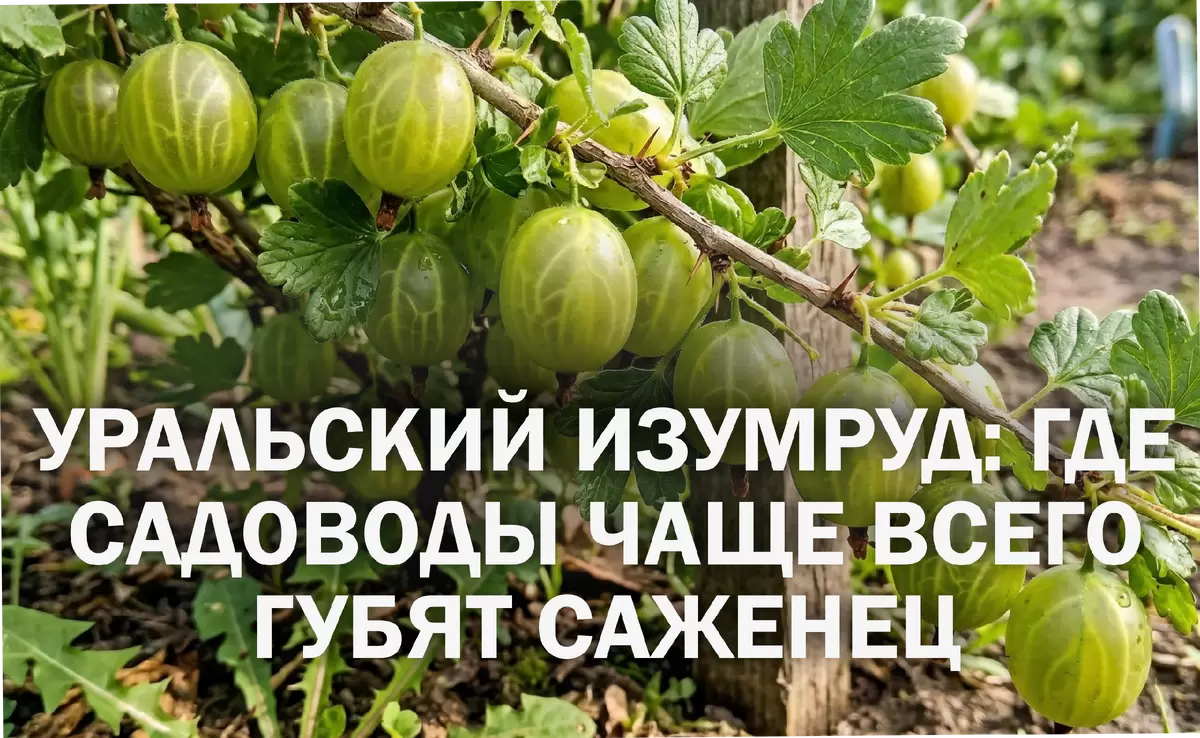 Как избежать основных ошибок при посадке крыжовника: секреты сорта Уральский изумруд