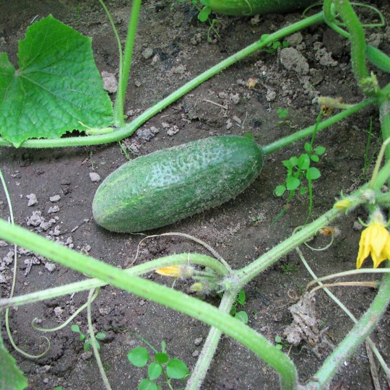 ��� ��������� ������ �������: ������� ��������� �������