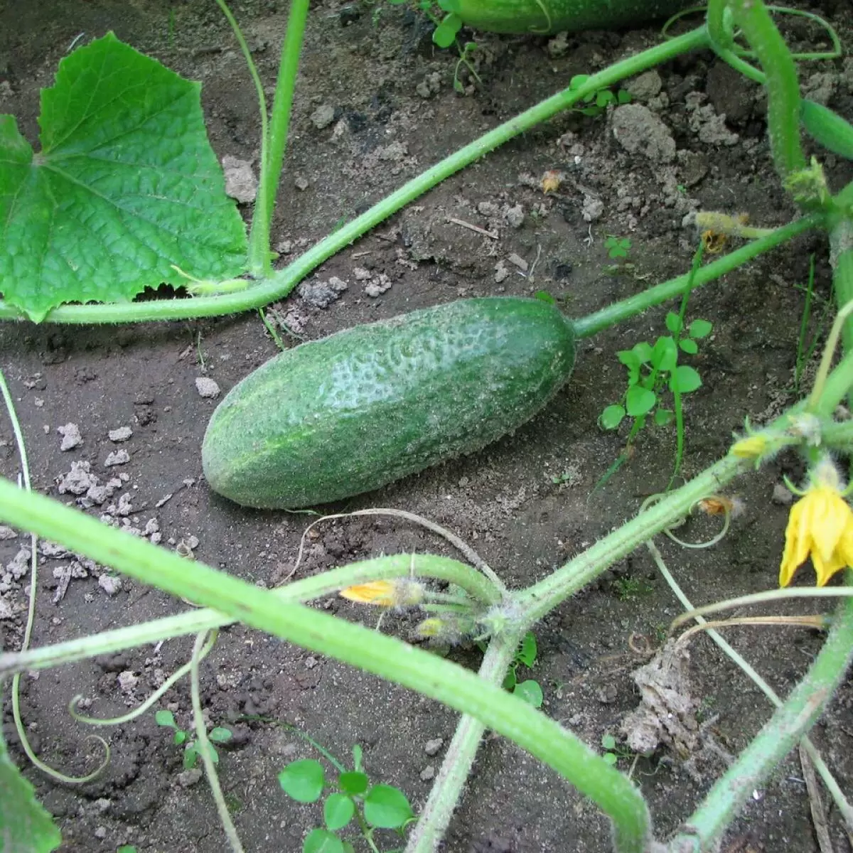 Как увеличить урожай огурцов: секреты успешного дачника