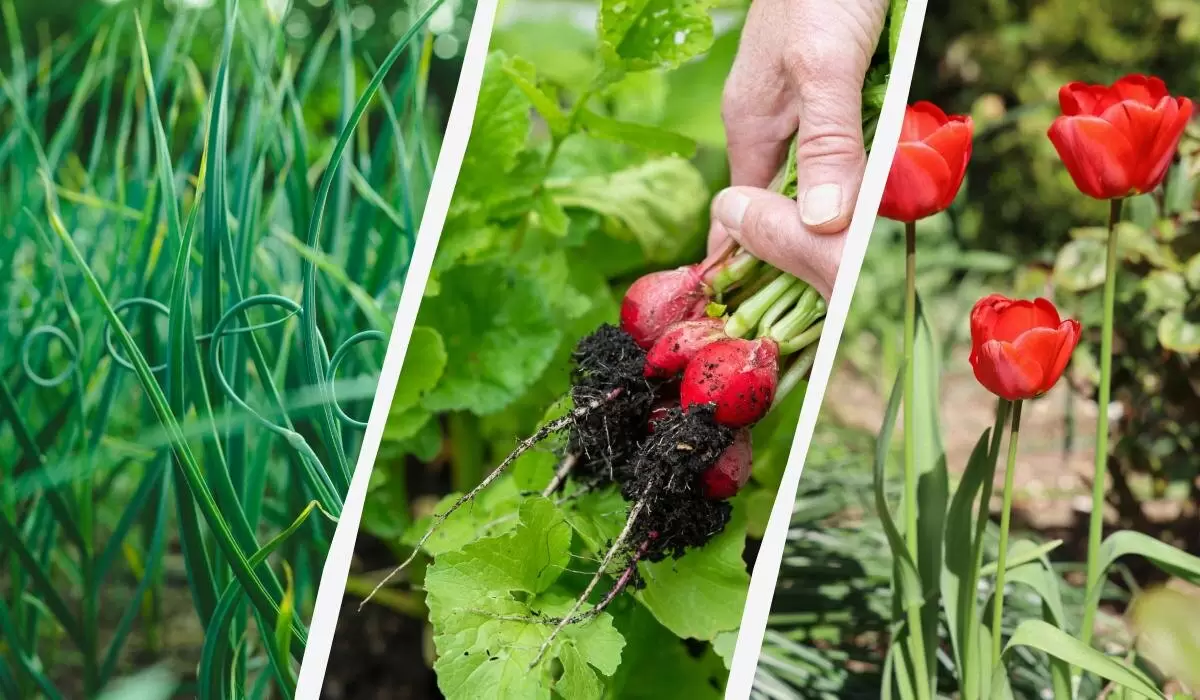 Что сажать в марте: советы для дачников