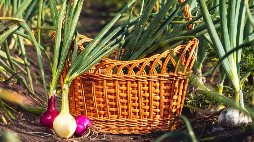 ��� ��������� ������������� ��� � ����: ������� ������� ������