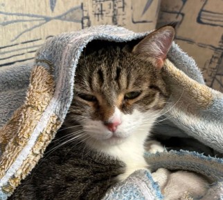 Во вторник 14 апреля в Саратовской области ожидаются дожди и грозы