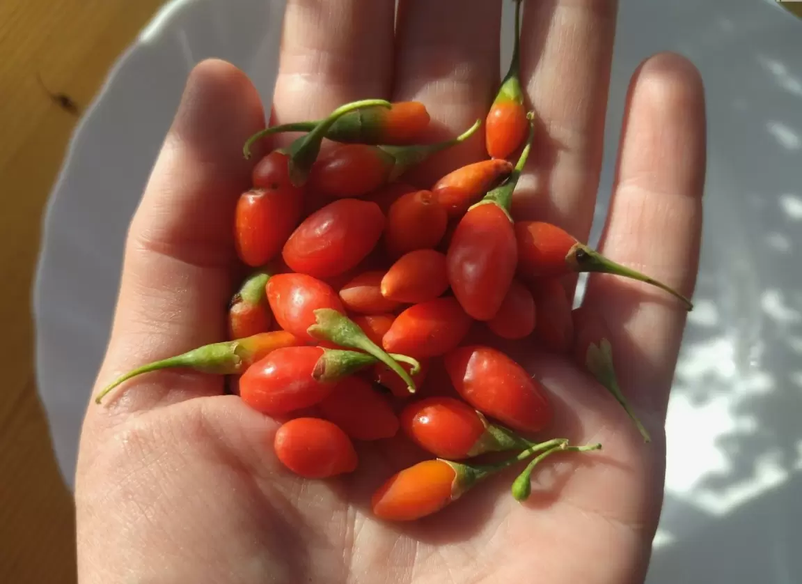 Соседка чуть не отдала полпенсии за «тибетское чудо», а это оказалась простая дереза