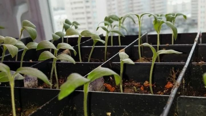 ��� ����������� ���� ������ ������� ��������� ���������� �� �������