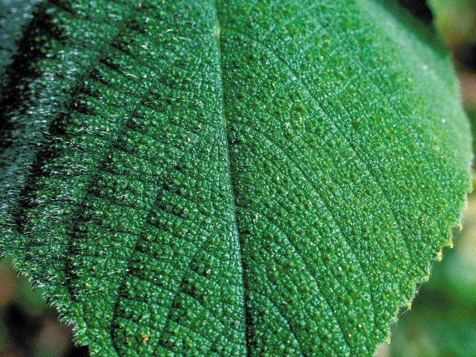 ������ ������: ������� ������ ��������� � ������� � ����������� �������