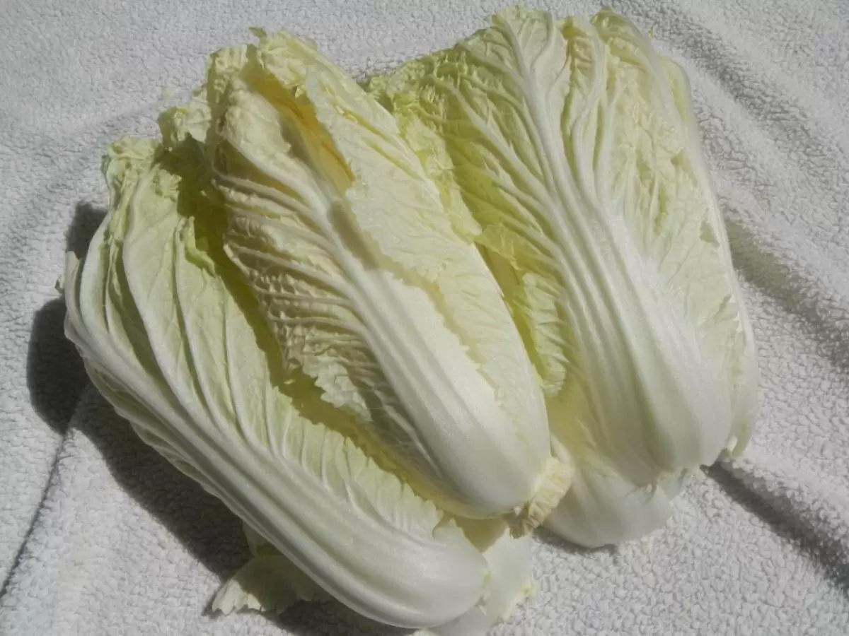 Почему сейчас самое время для посадки пекинской капусты