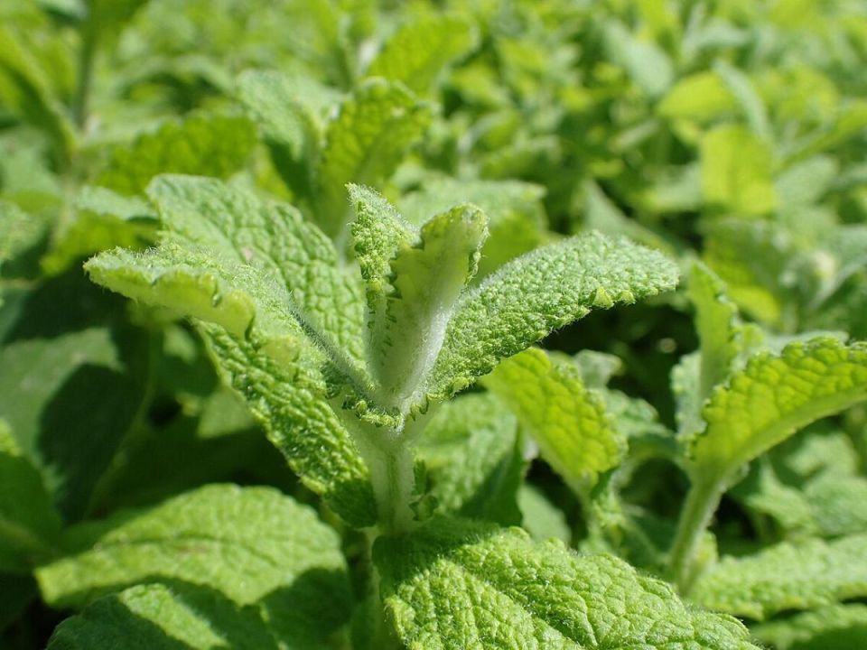 ��� �������� ������ �� �������� � ������� ��������