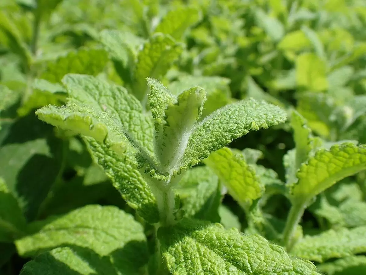 Как избавить огород от муравьев с помощью растений