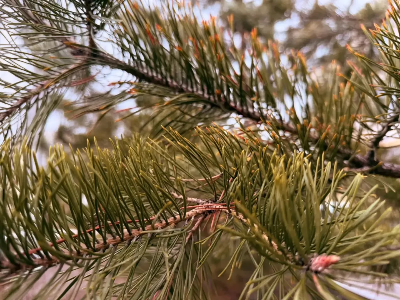 В каждом кадре – дыхание весны В каждом кадре – дыхание весны