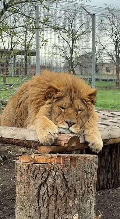 ���������: ���� ������, ������� ������ ���� ������