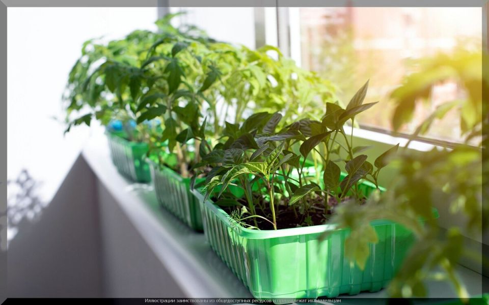 ������� ��������� ������ ���������� ������ ��� �����������