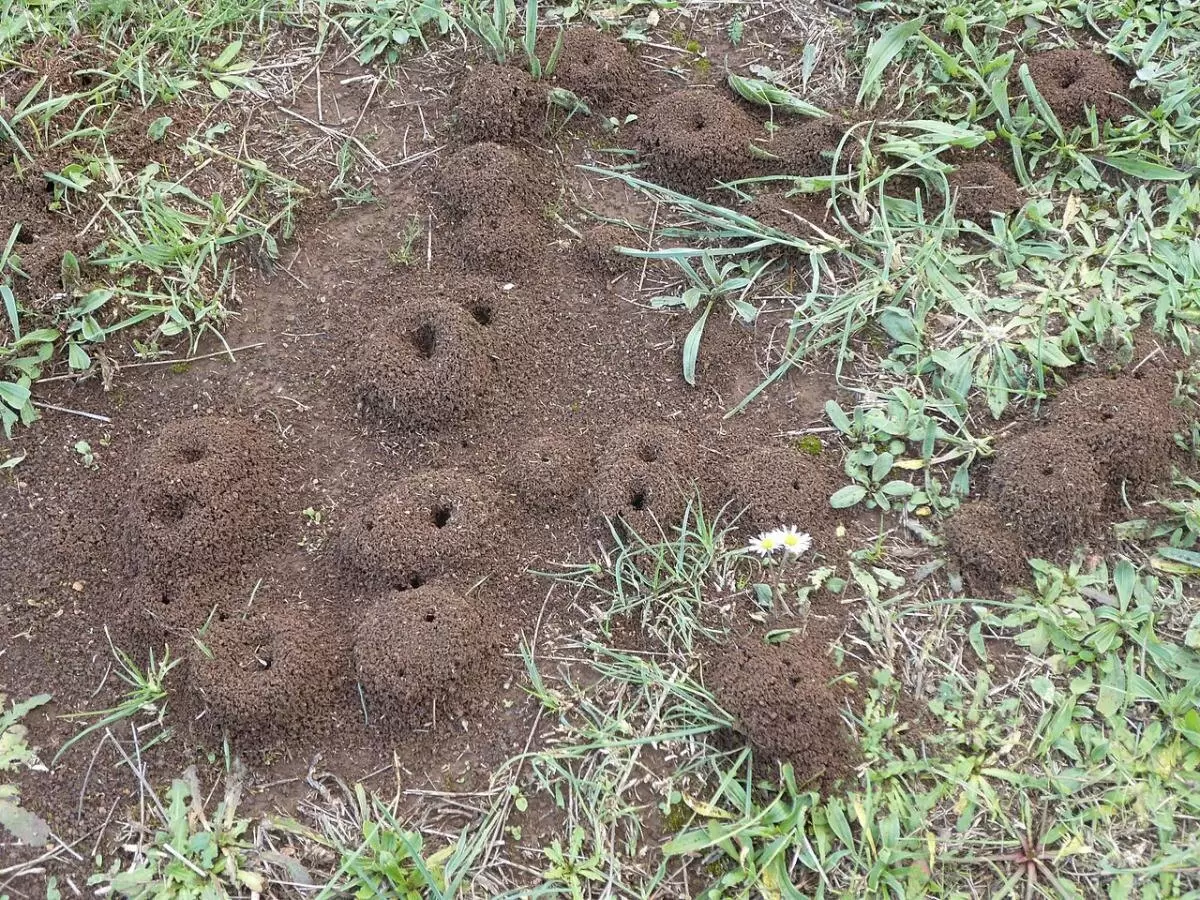 Эффективное решение для борьбы с муравьями: секрет кукурузной муки