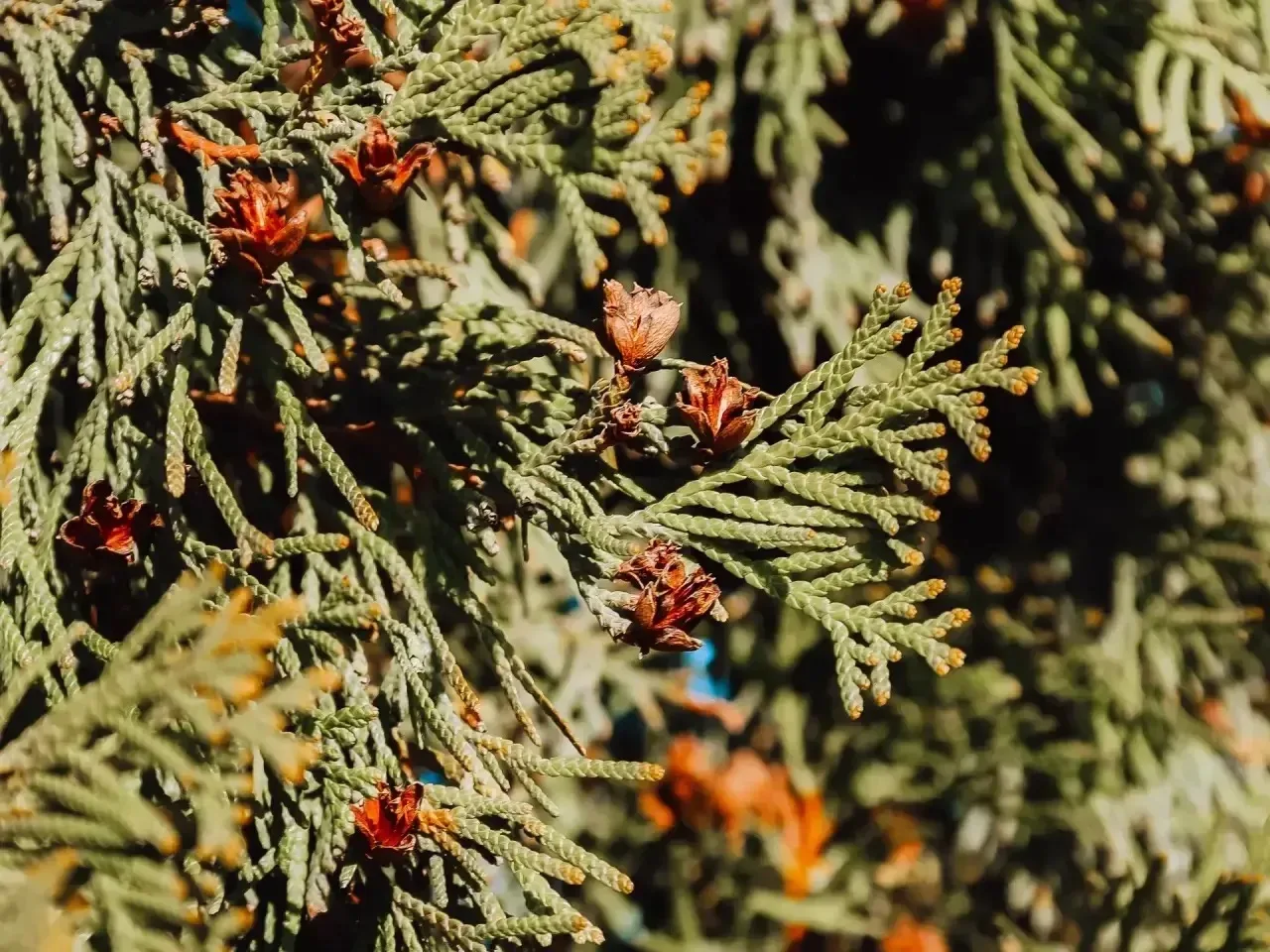 Идеальное время для прогулок Идеальное время для прогулок