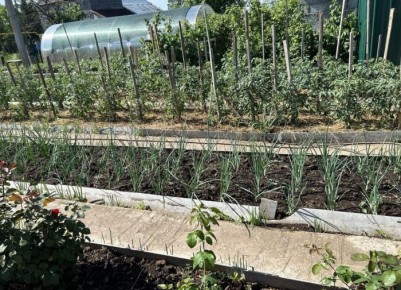 Спасение растений в летнюю жару: пять эффективных методов