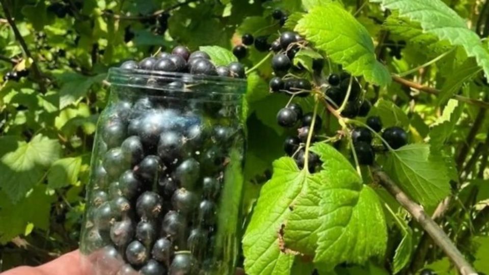 ��� ������� ��������� ������� � �������: ������������� ������ �����