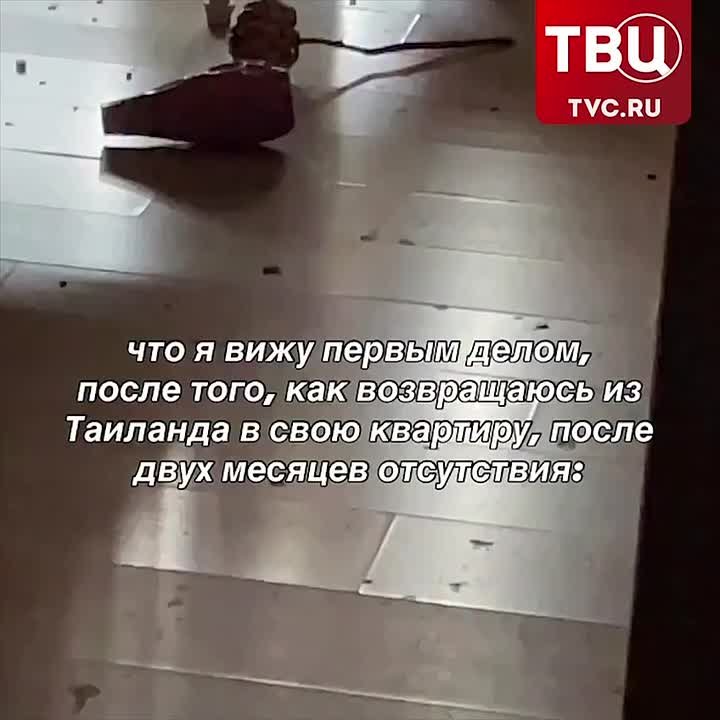 Птицы «оккупировали» квартиру россиянки, пока она была в путешествии