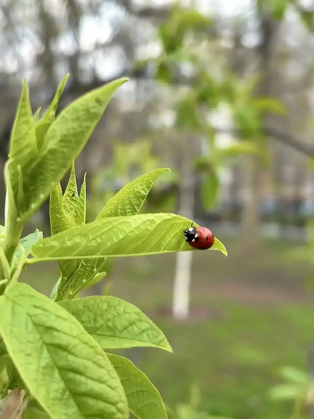Природа пробуждается с каждым проблеском солнца Природа пробуждается с каждым проблеском солнца