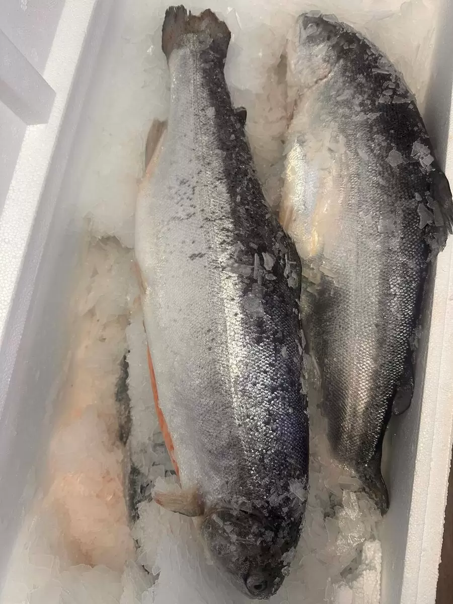 Сбор заявок на мурманскую форель!