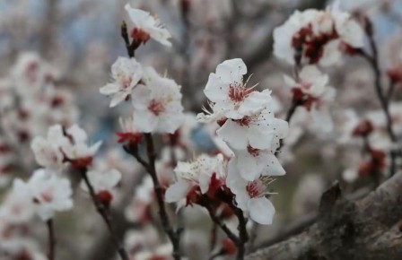 Цветущие абрикосы вдохновляют в Араратской области Армении