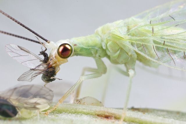 ��� �������� ����������� ��� ������ � ����������� � ����