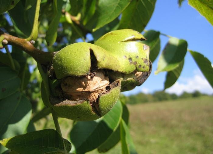 ������ ���������� �������� �����: ��� ���������� �������� ������ � ��������� ������