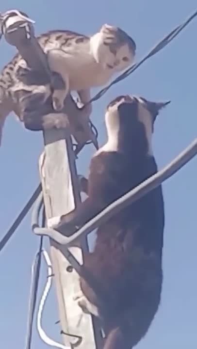 �� ���������� �� ������ ���� ����������