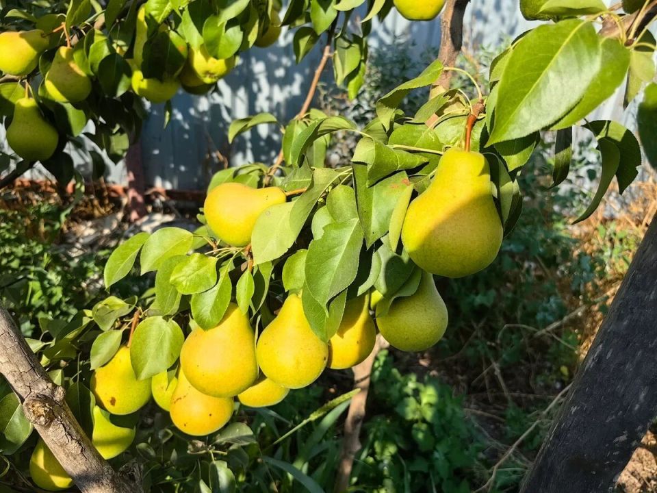 ������ ����� ���������: ��� �������� �������� �� ������ ����